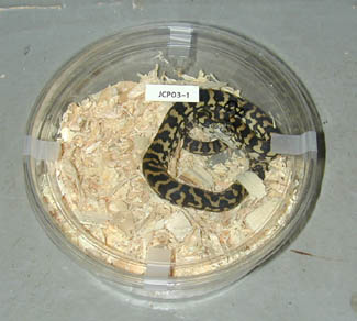 Deli Cups for sale at  to ship your reptiles